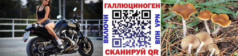 Псилоцибиновые грибы Psilocybe  Дегтярск 